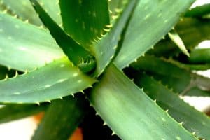 Aloe Vera Plantas Curativas