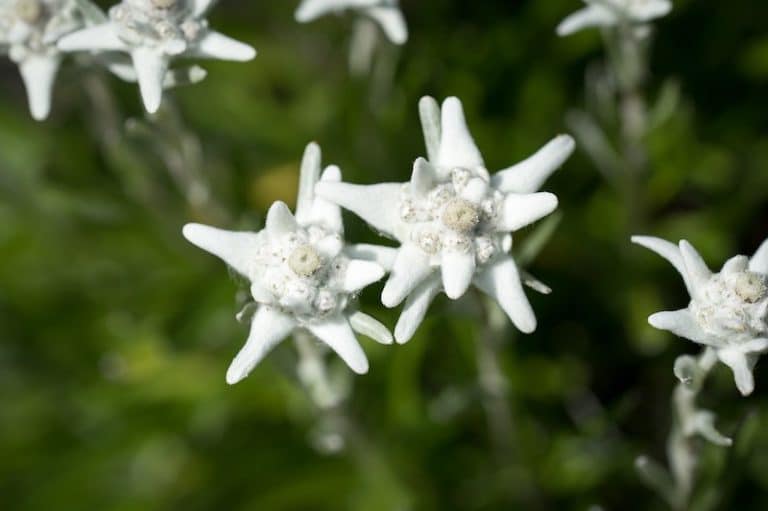 Edelweiss Flor